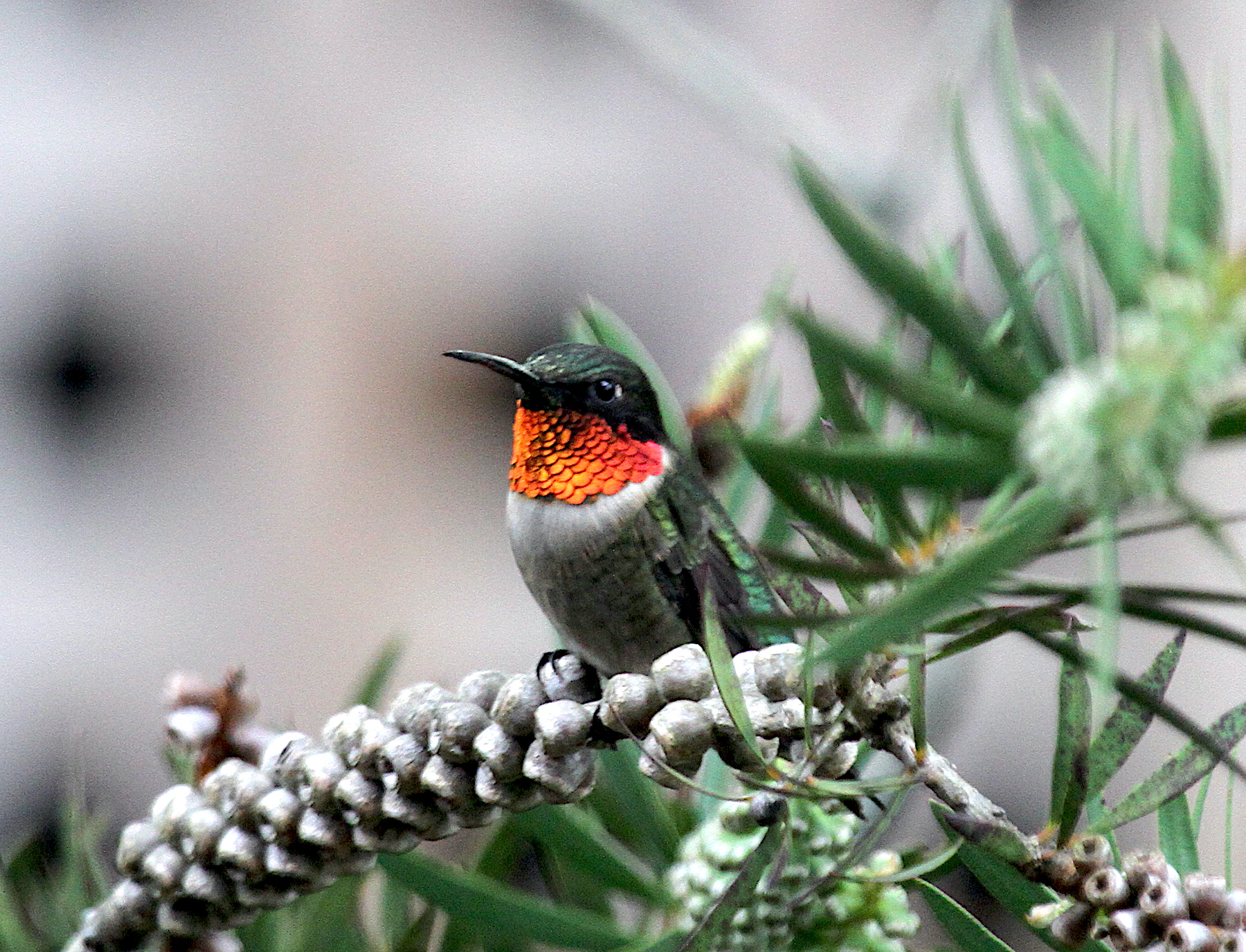 Christmas Bird Count data are showing lingering and northward movement of Ruby-throated Hummingbirds.