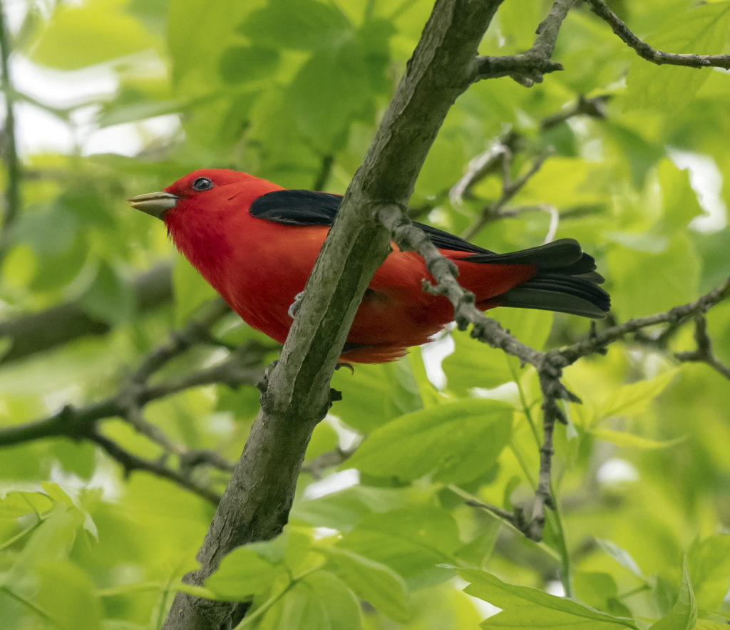 Scarlet Tanager, Spark Bird, Naturalist Journeys