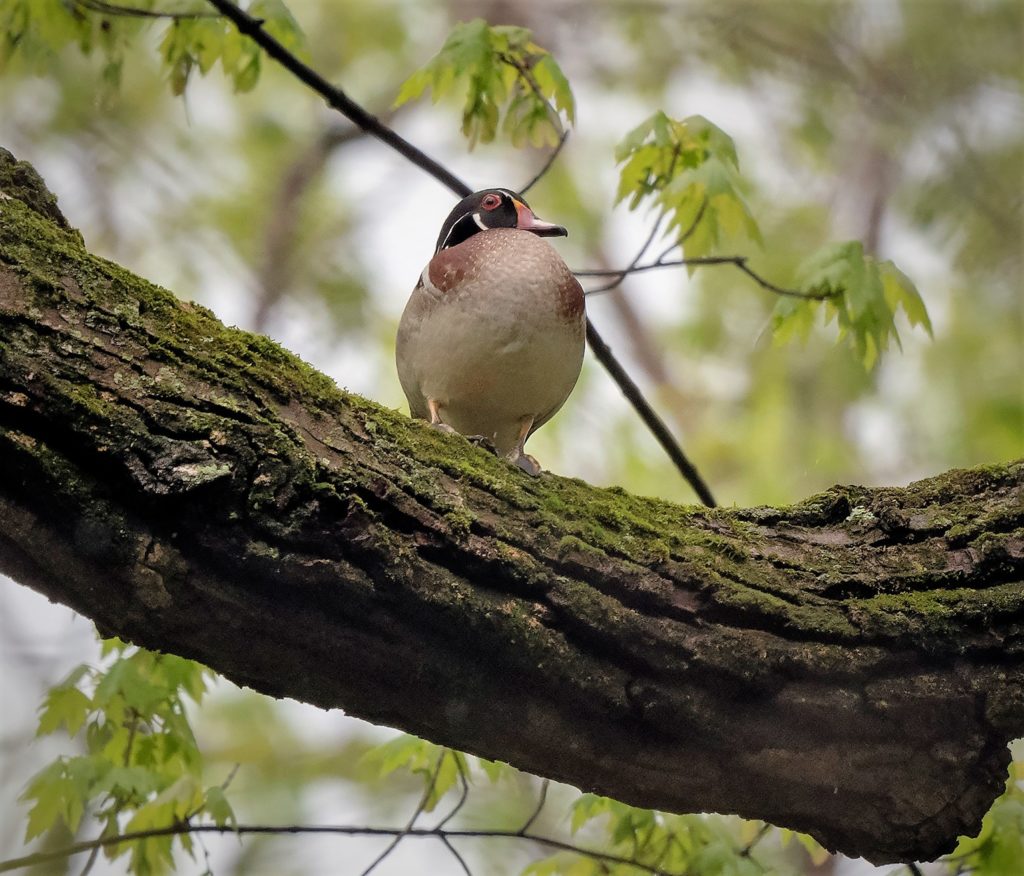 Wood Duck, Spark Bird, Naturalist Journeys