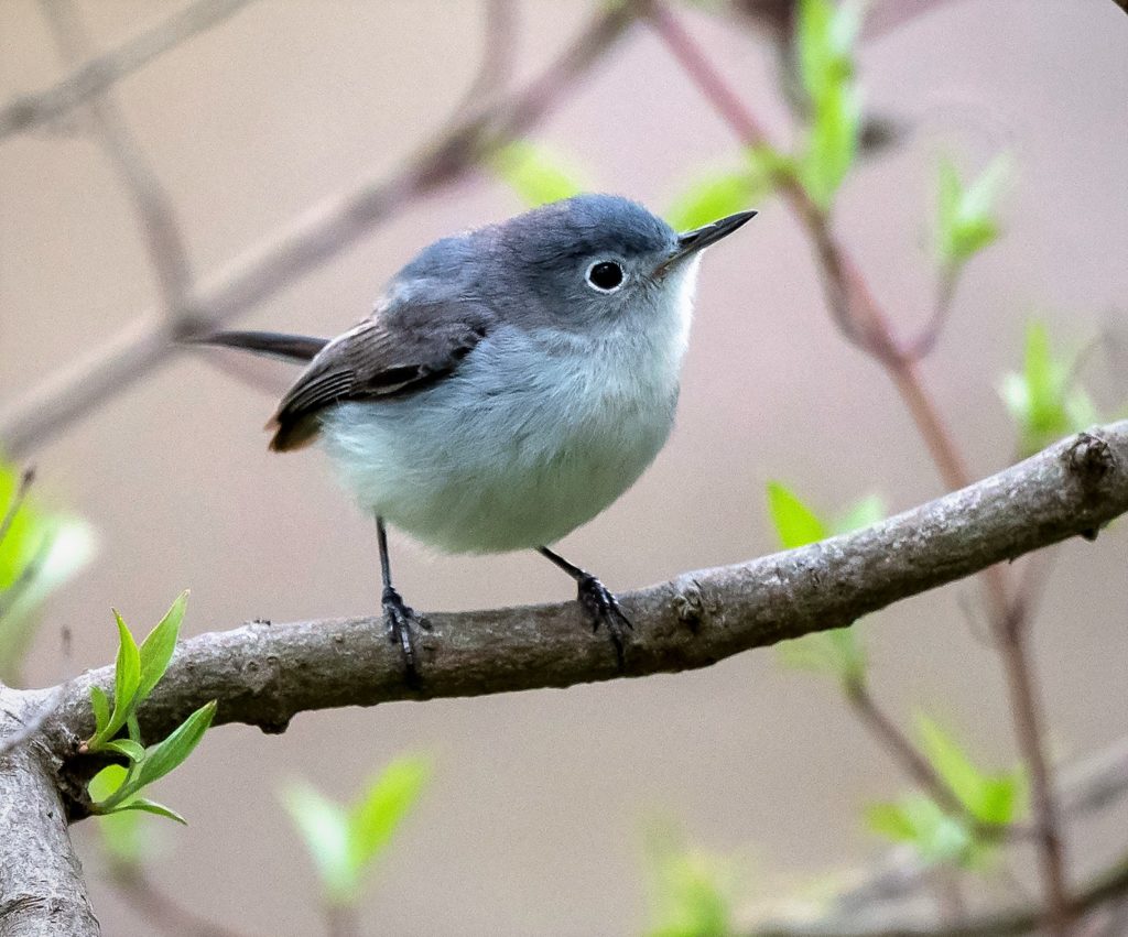 Blue-Gray Gnatcatcher - Snetsinger Butterfly Garden