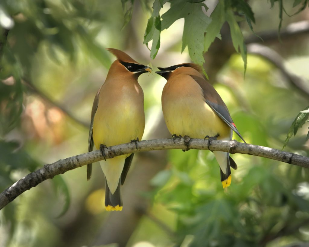 Cedar Waxwing, Spark Bird, Naturalist Journeys