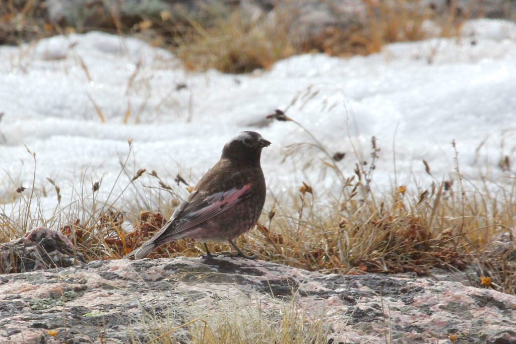 Rosy-finch