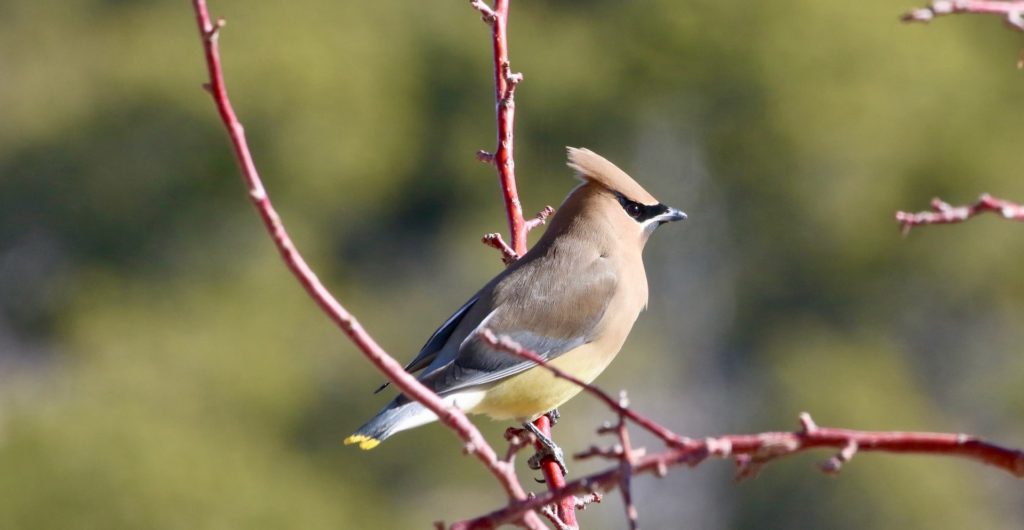 Cedar Waxwing, Spark Bird, Naturalist Journeys