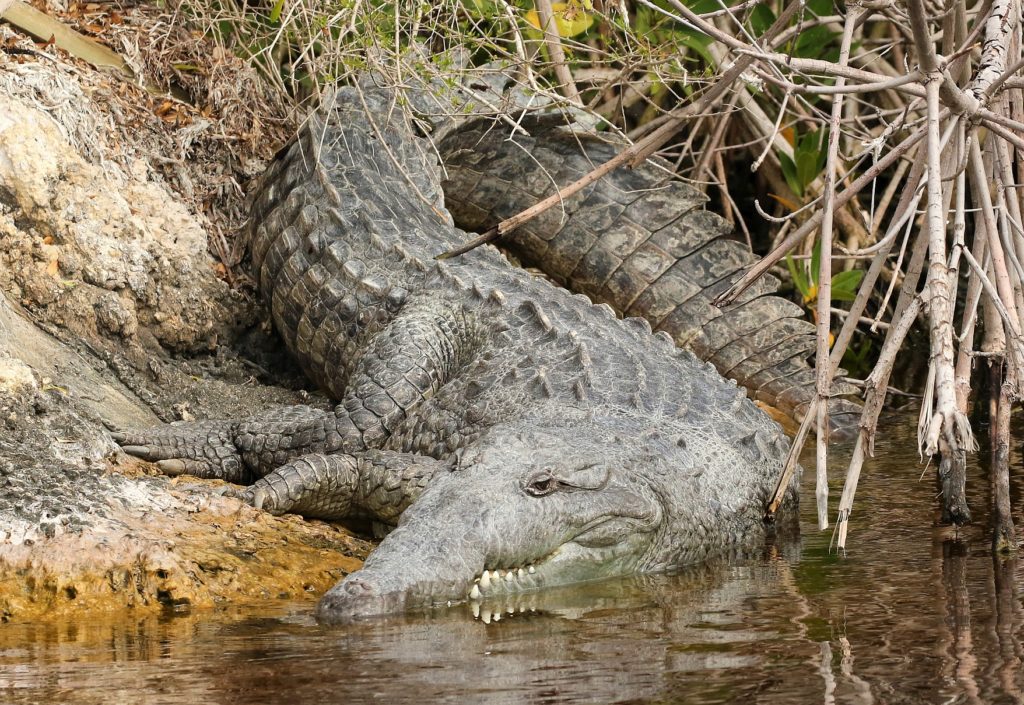 American Crocodile by Carlos Sanchez