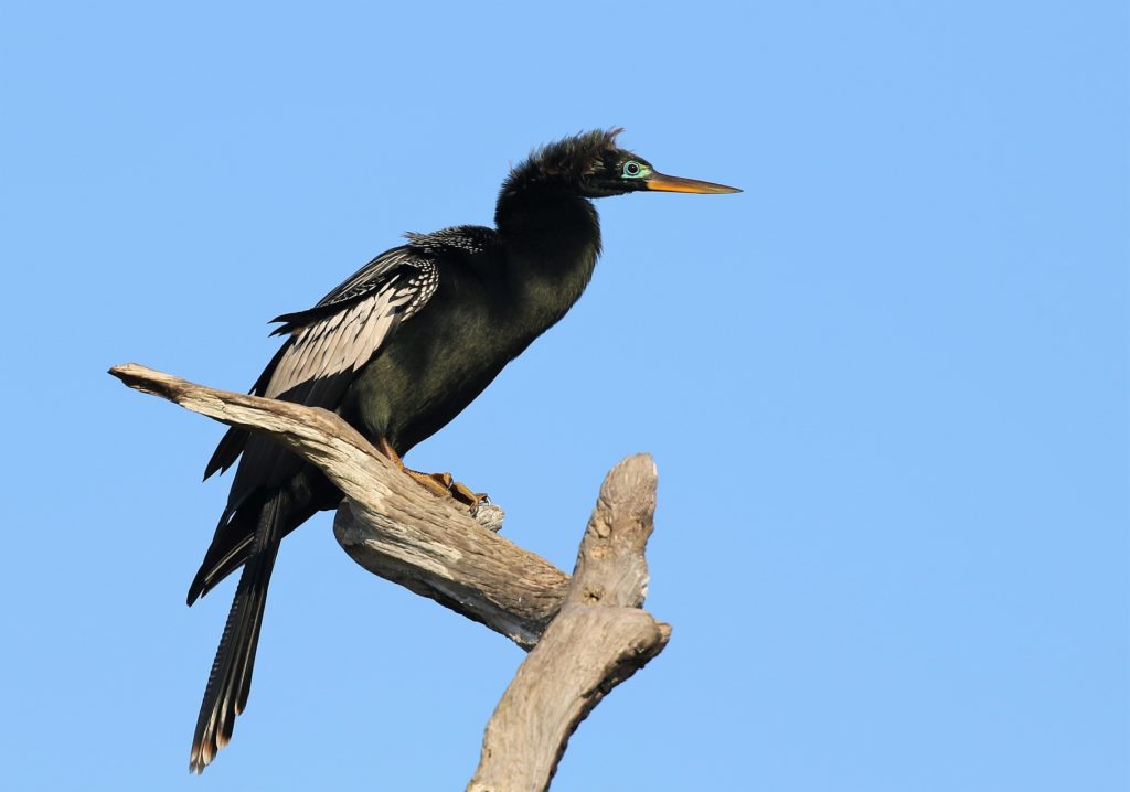 Anhinga by Carlos Sanchez