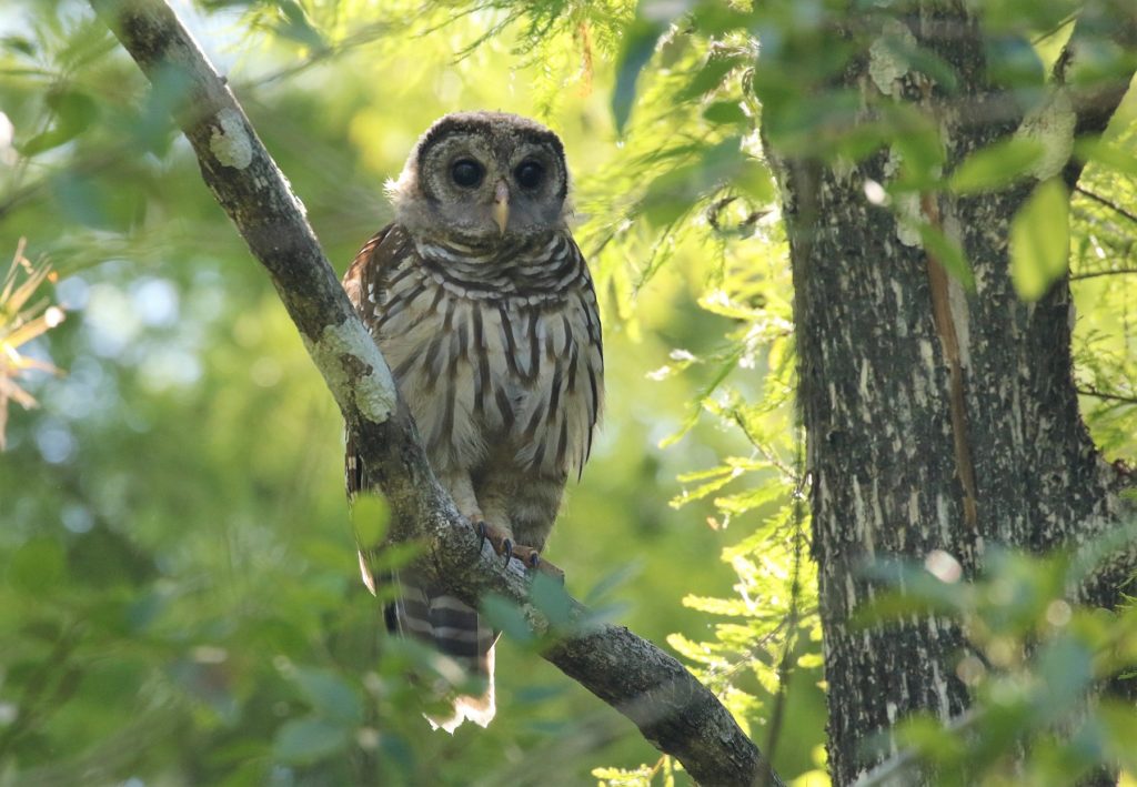 Barred Owl by Carlos Sanchez