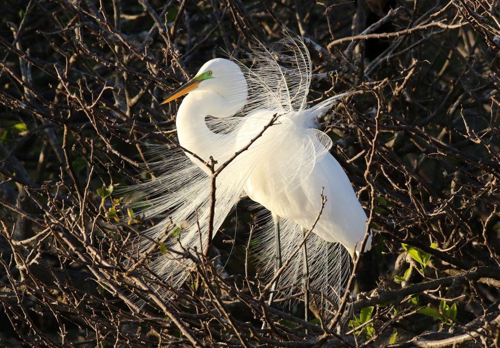 Great Egret by Carlos Sanchez