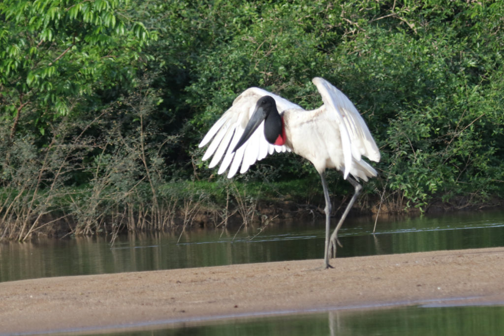 Jabiru in the Pantanal 