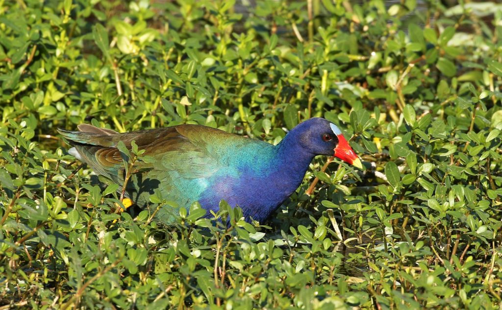 Purple Gallinule by Carlos Sanchez