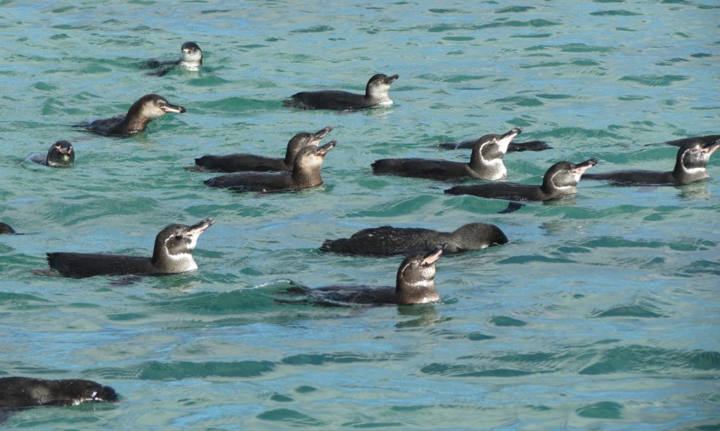 Galapagos Pengins are among the Galapagos birds you may see on Naturalist Journeys' vaccinated cruises there