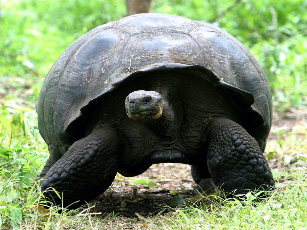 See Giant Tortoise on one of Naturalist Journeys' vaccinated cruises to the Galapagos Islands