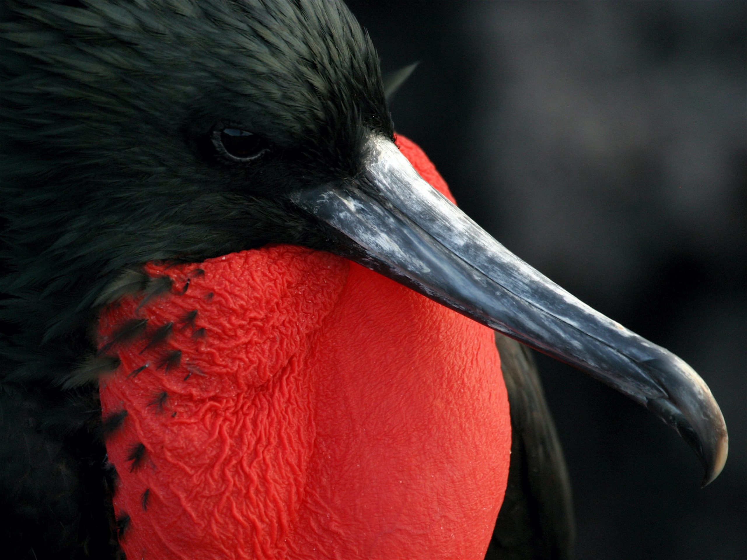 Naturalist Journeys' vaccinated tours to the Galapagos hold great promise for nesting Great Frigatebird shots like this one by Bud Ferguson.