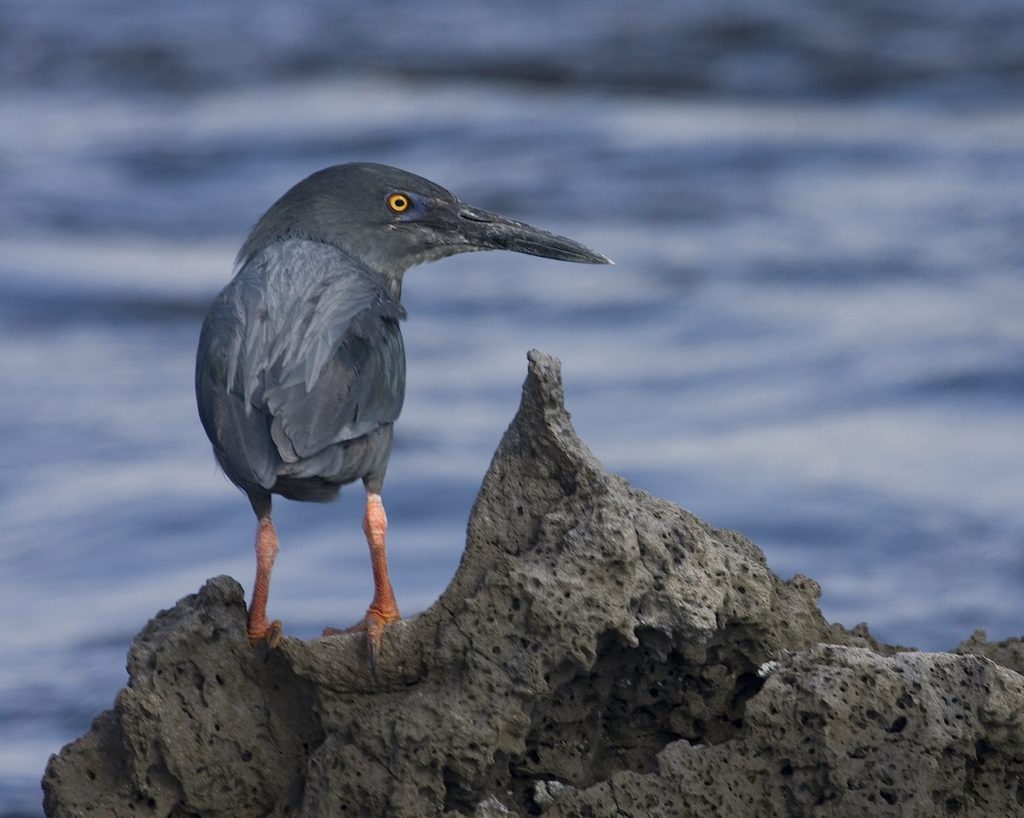 A Lava Heron is among the Galapagos birds you could see on Naturalist Journeys' vaccinated cruises