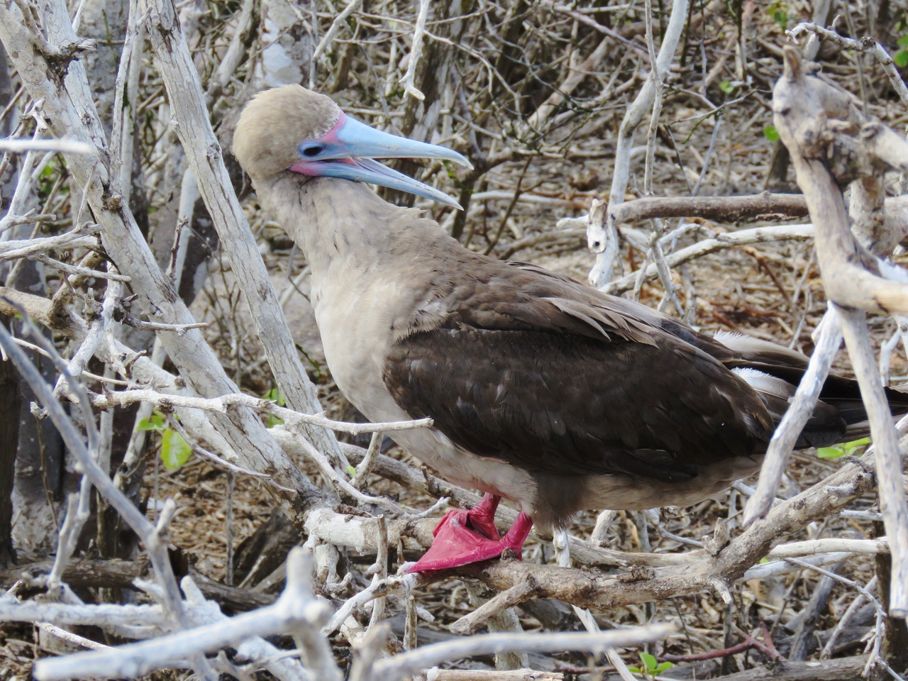 Red-footed Booby are among the Galapagos birds you could see on Naturalist Journeys' vaccinated cruises