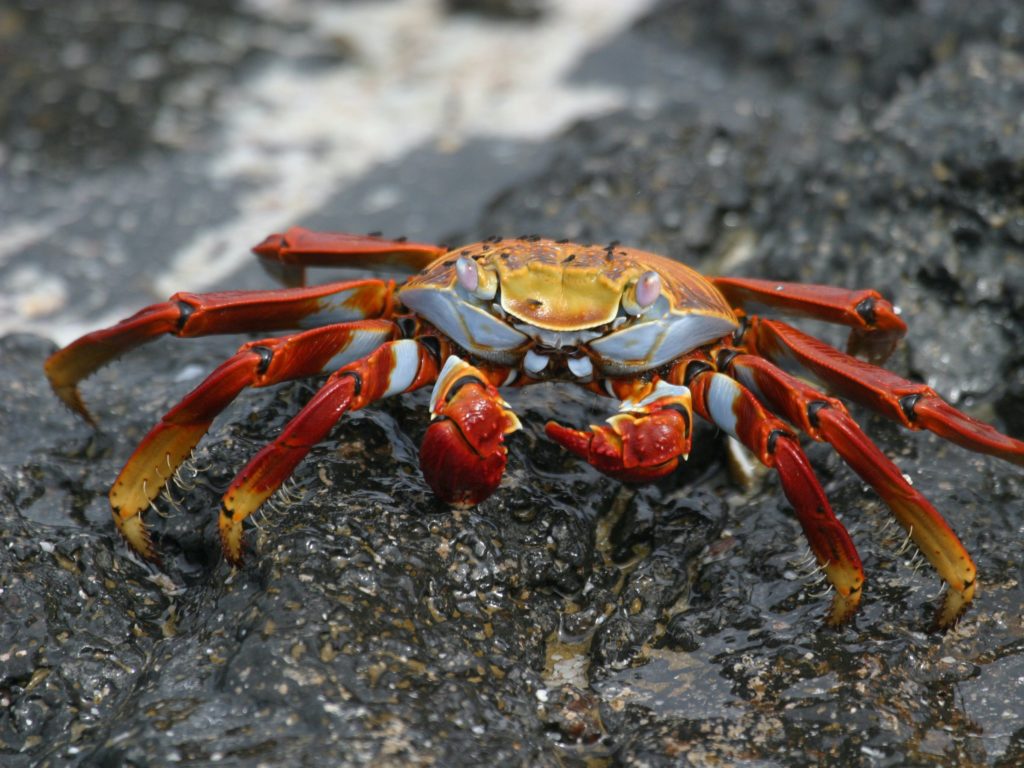 Sally Lightfoot Crab found on vaccinated cruise to the Galapagos Islands by