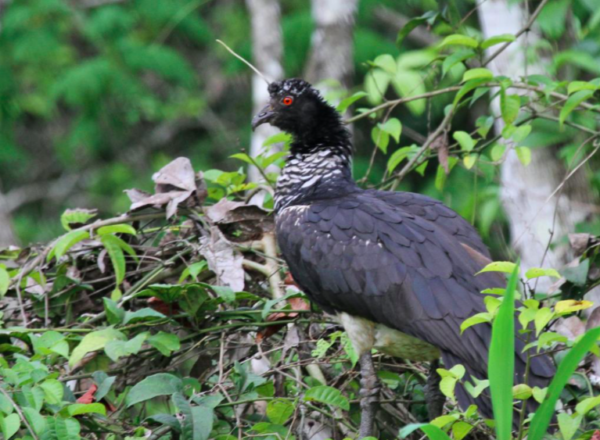 A Horned Screamer is one bird you may see on Naturalist Journeys' vaccinated cruises in the Amazon