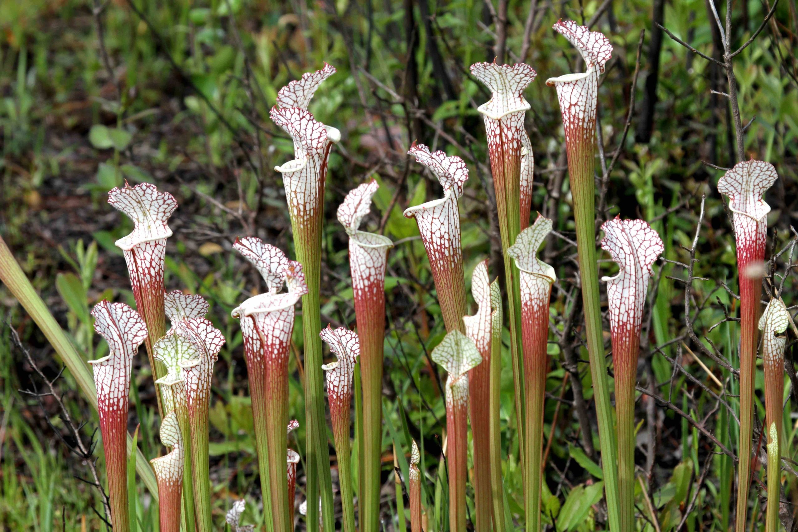 US travel to Mobile, AL may turn up a White-Topped Pitcher Plant