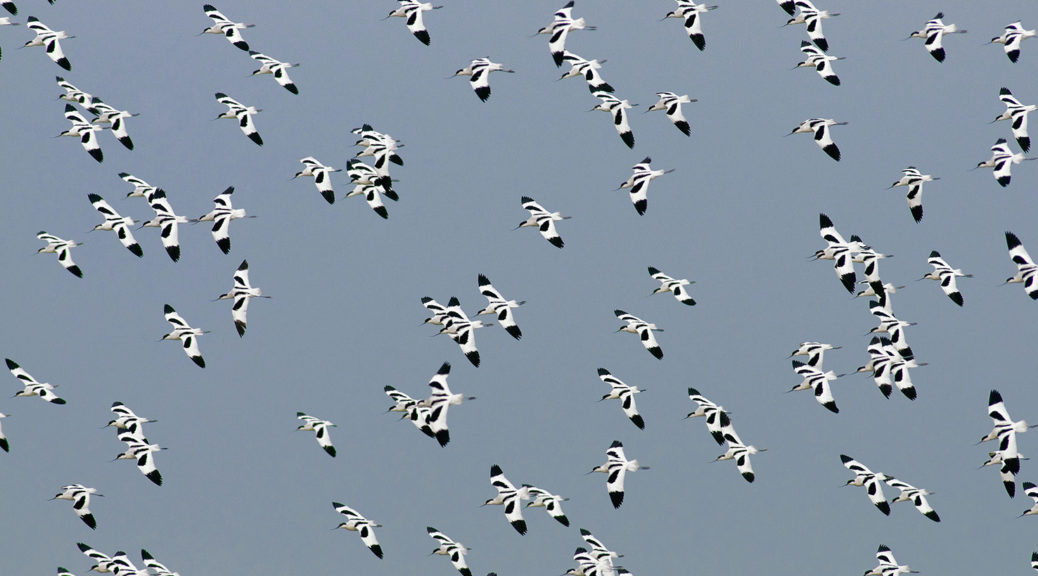 Bird Migration features in our European tours