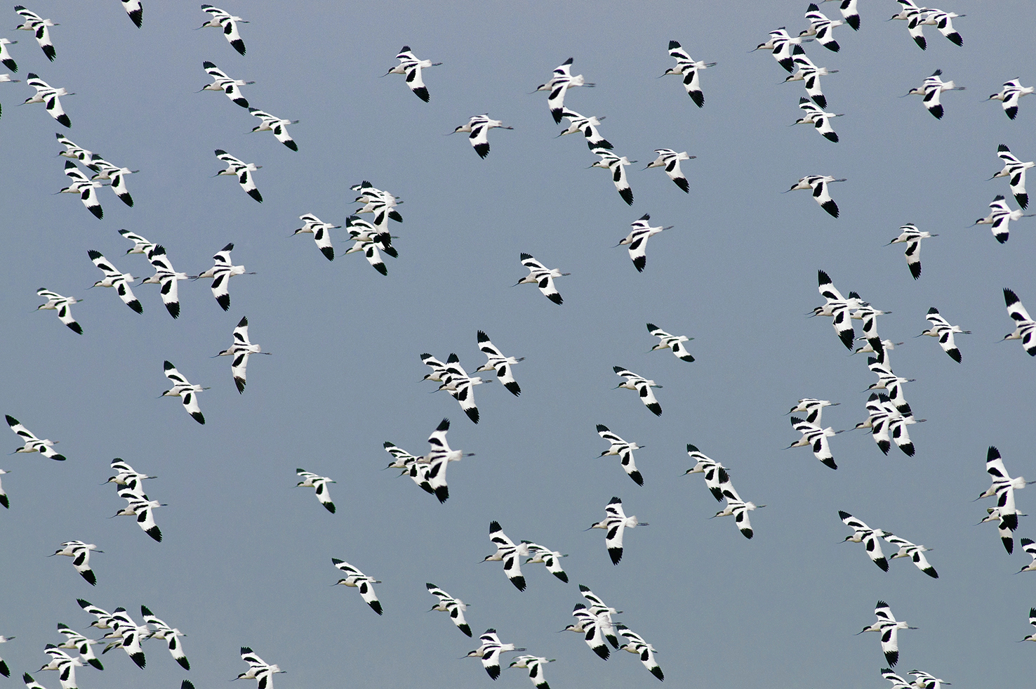 Bird Migration features in our European tours