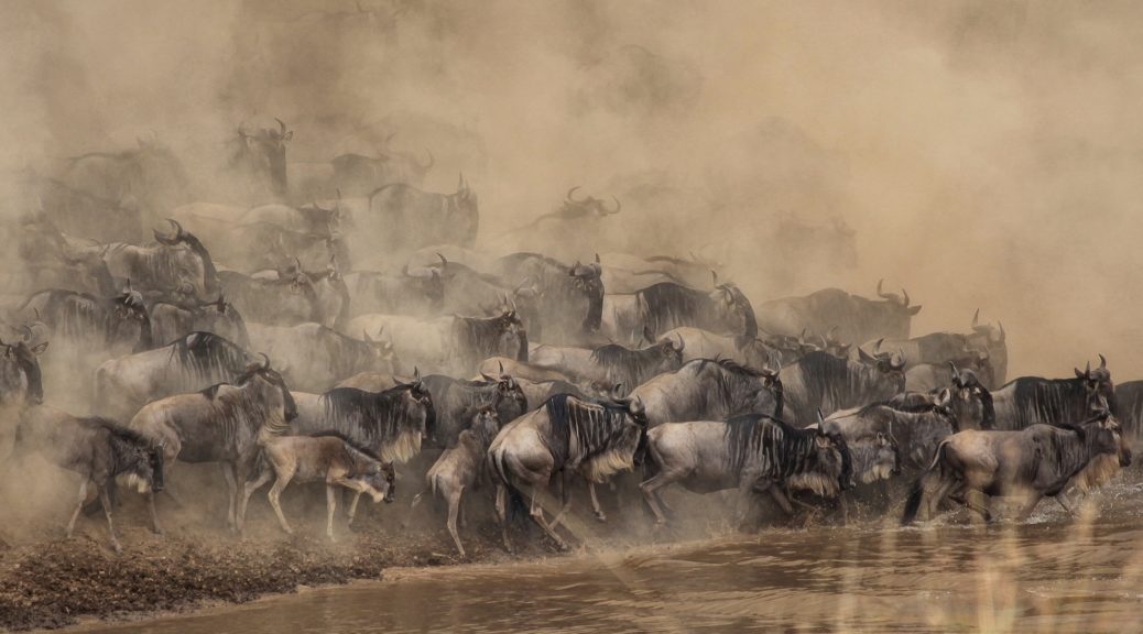 An international travel agent is how to get to the Maasai Mara River Crossing