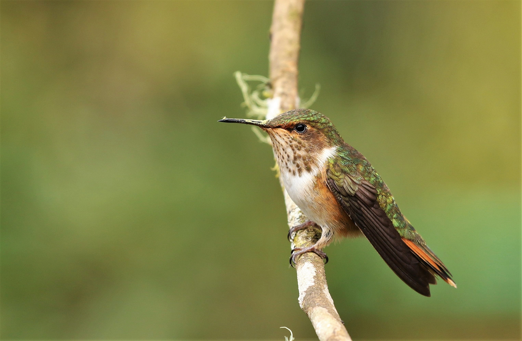 Costa Rica tourism may bring you a Volcano Hummingbird.