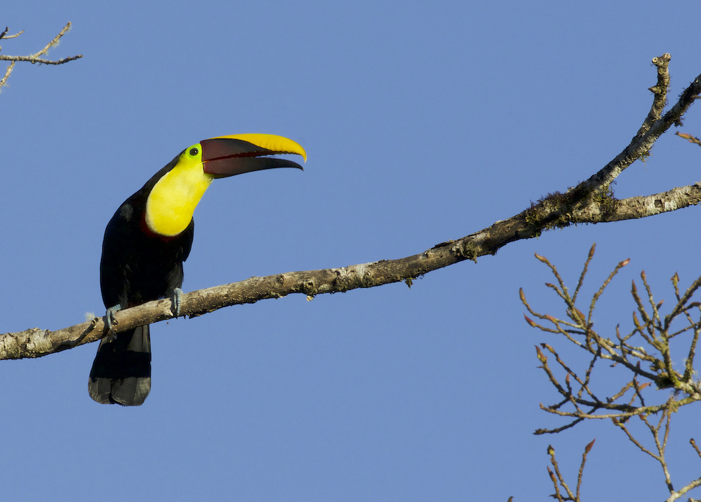 Yellow-throated Toucan by Greg Smith