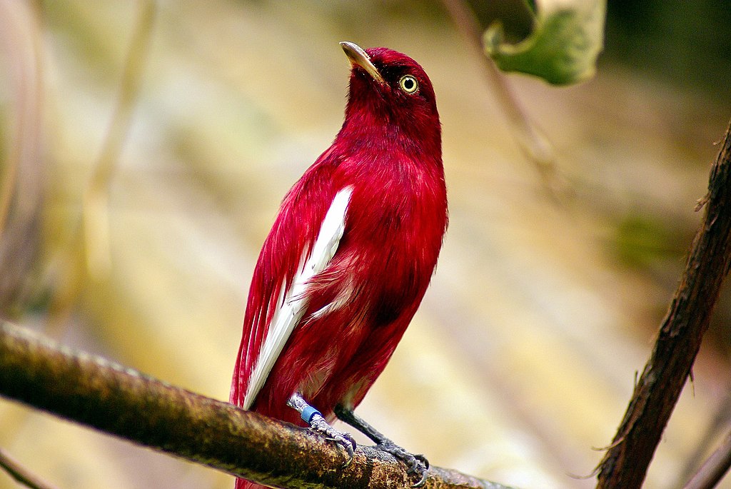 Guyana travel offers opportunities to see Pompadour Cotinga