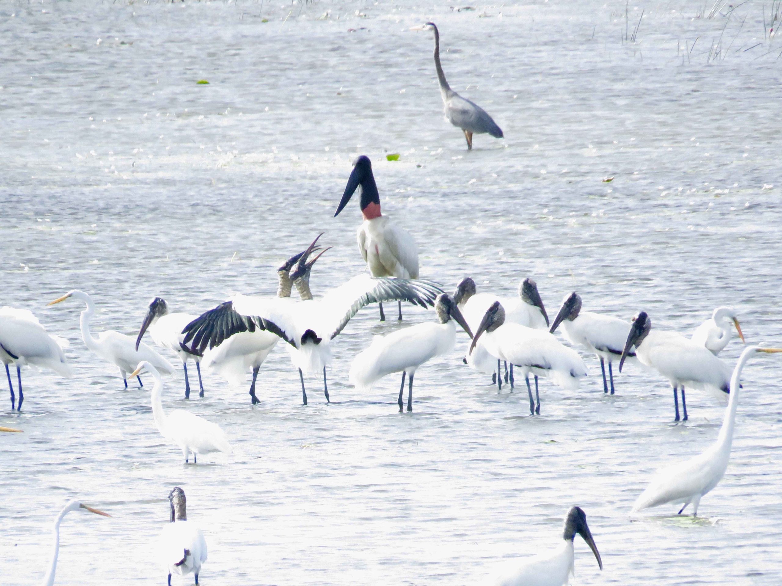 Guyana travel offers the opportunity to see Jabiru with Wood storks
