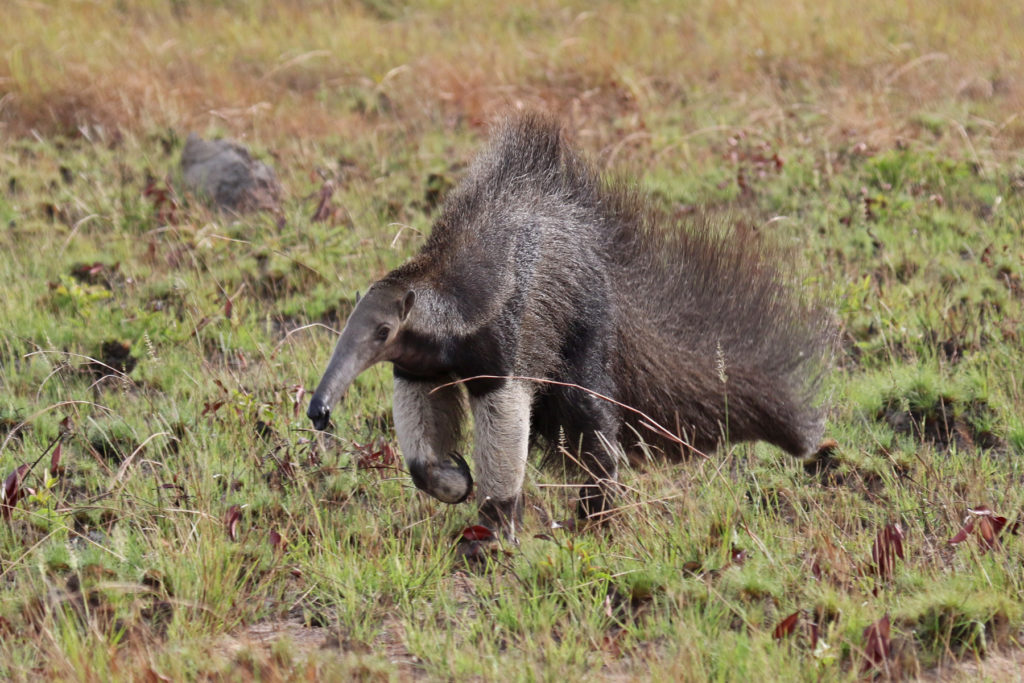 Guyana travel offers great opportunities to see Giant Anteater