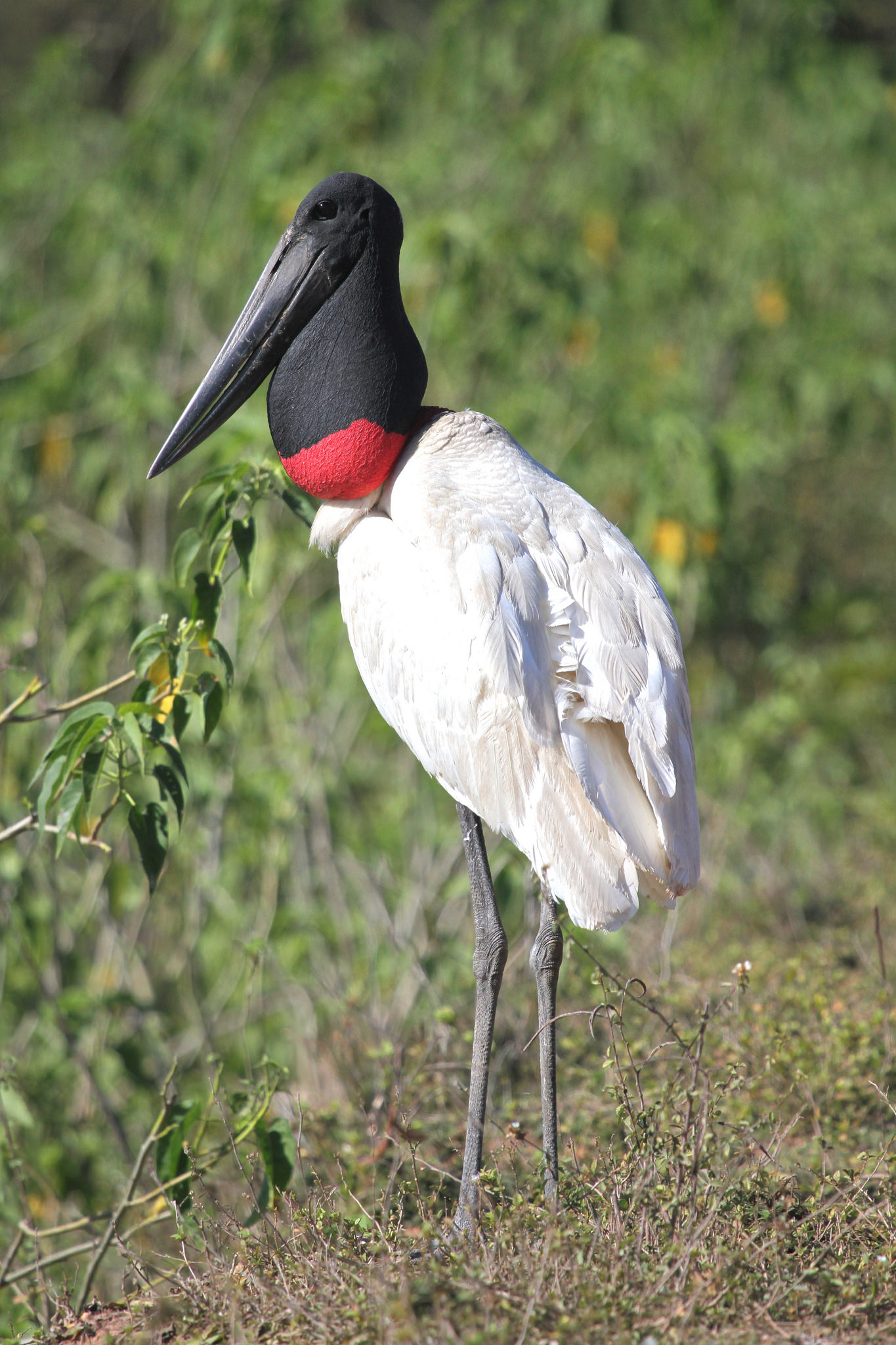 Guyana travel offers the opportunity to see Jabiru, a giant stork
