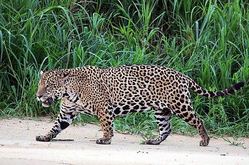 Guyana travel offers looks at Jaguar