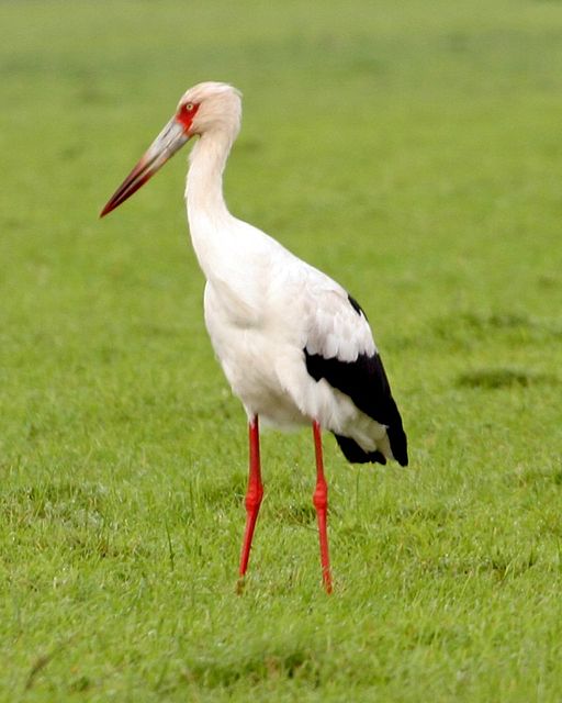 Guyana Travel offers the opportunity to see Maguari Stork. Photo Credit: Lip Kee Yap via Wikimedia Commons