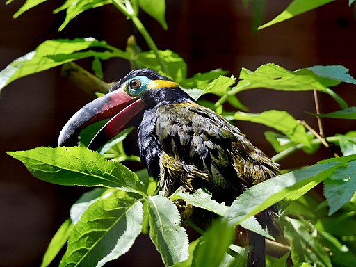 Guyana travel offers the opportunity to see Guianan toucanet