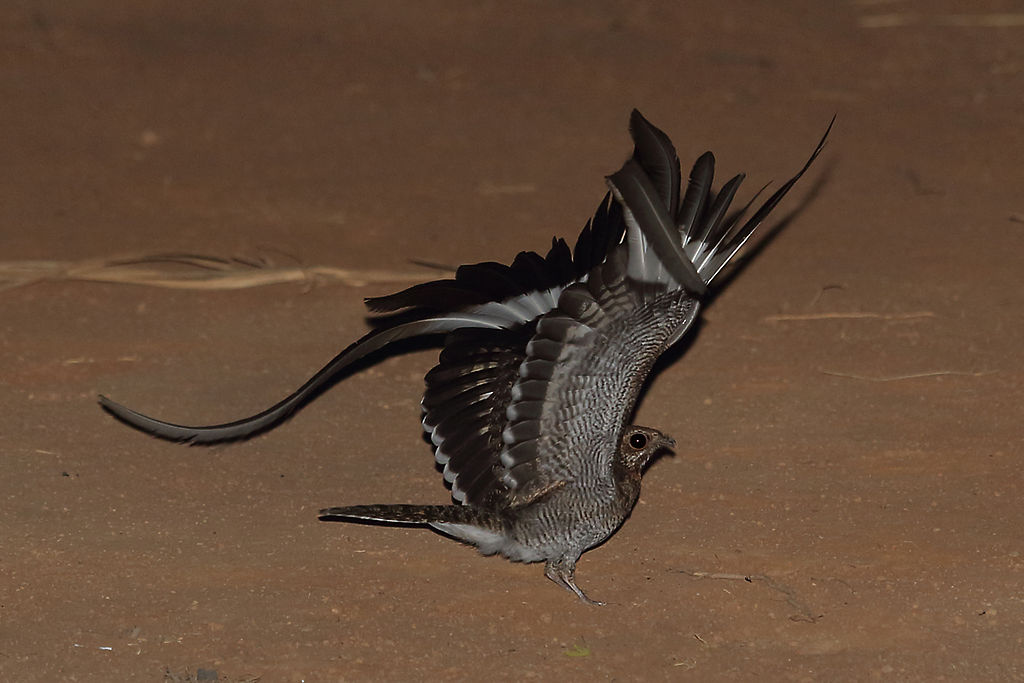 Birding guides are the best way to see birds like Pennant-Winged Nigthtjar