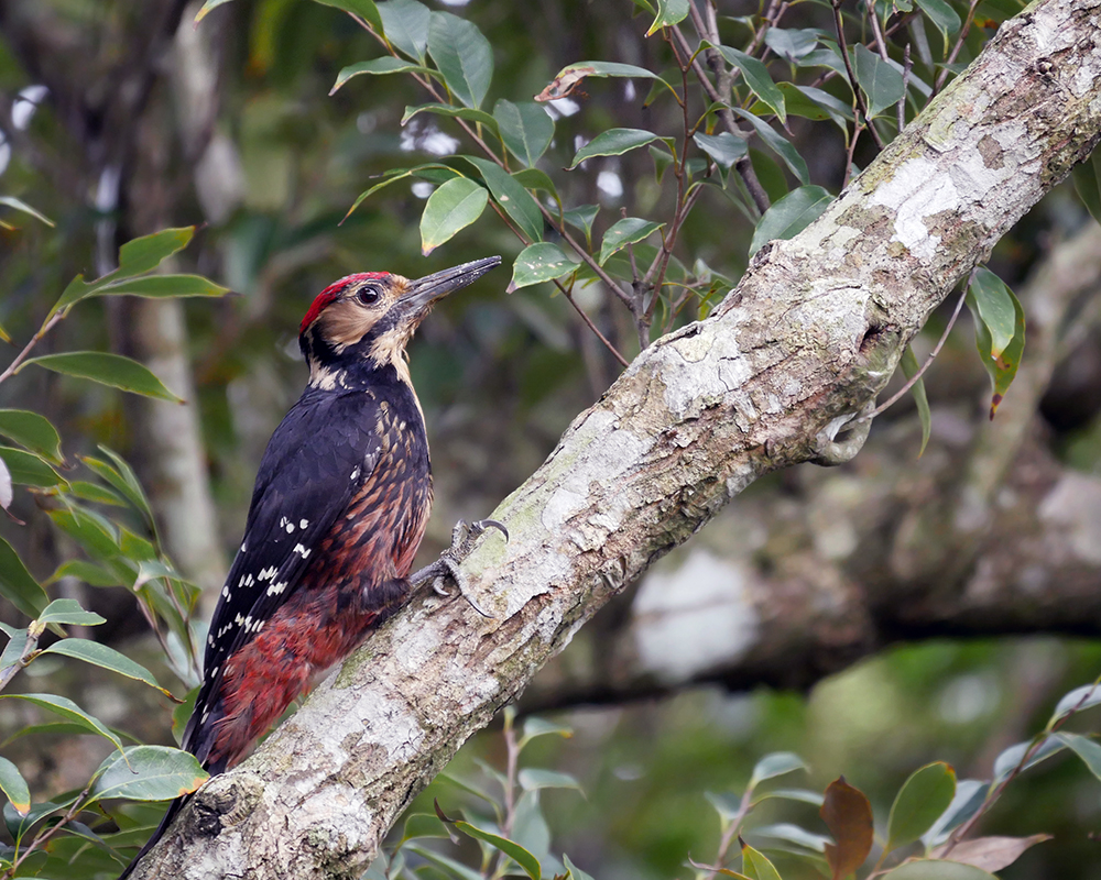 birding guides are the best way to see Amami woodpeckers
