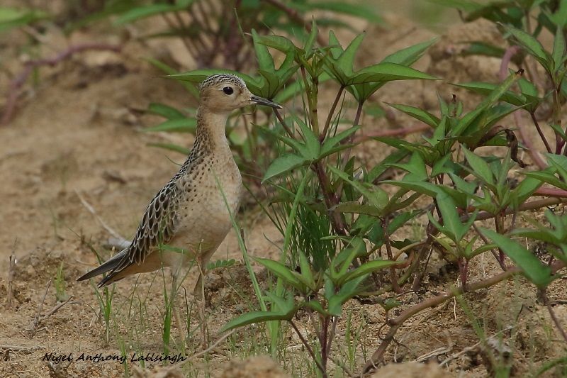 Birding guides are the best way to see birds like Buff-breasted Sandpiper