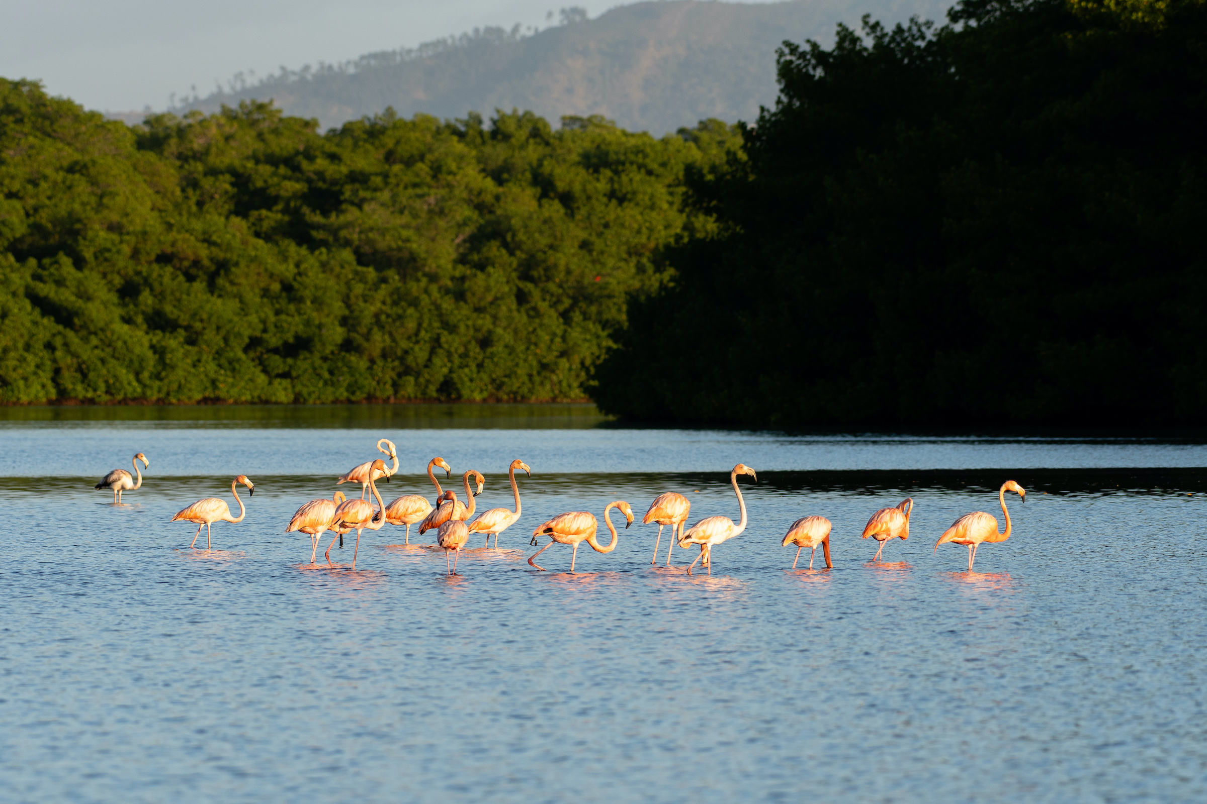 Scarlet Ibis and American Flamingo are two birds protected by Trinidad ecotourism