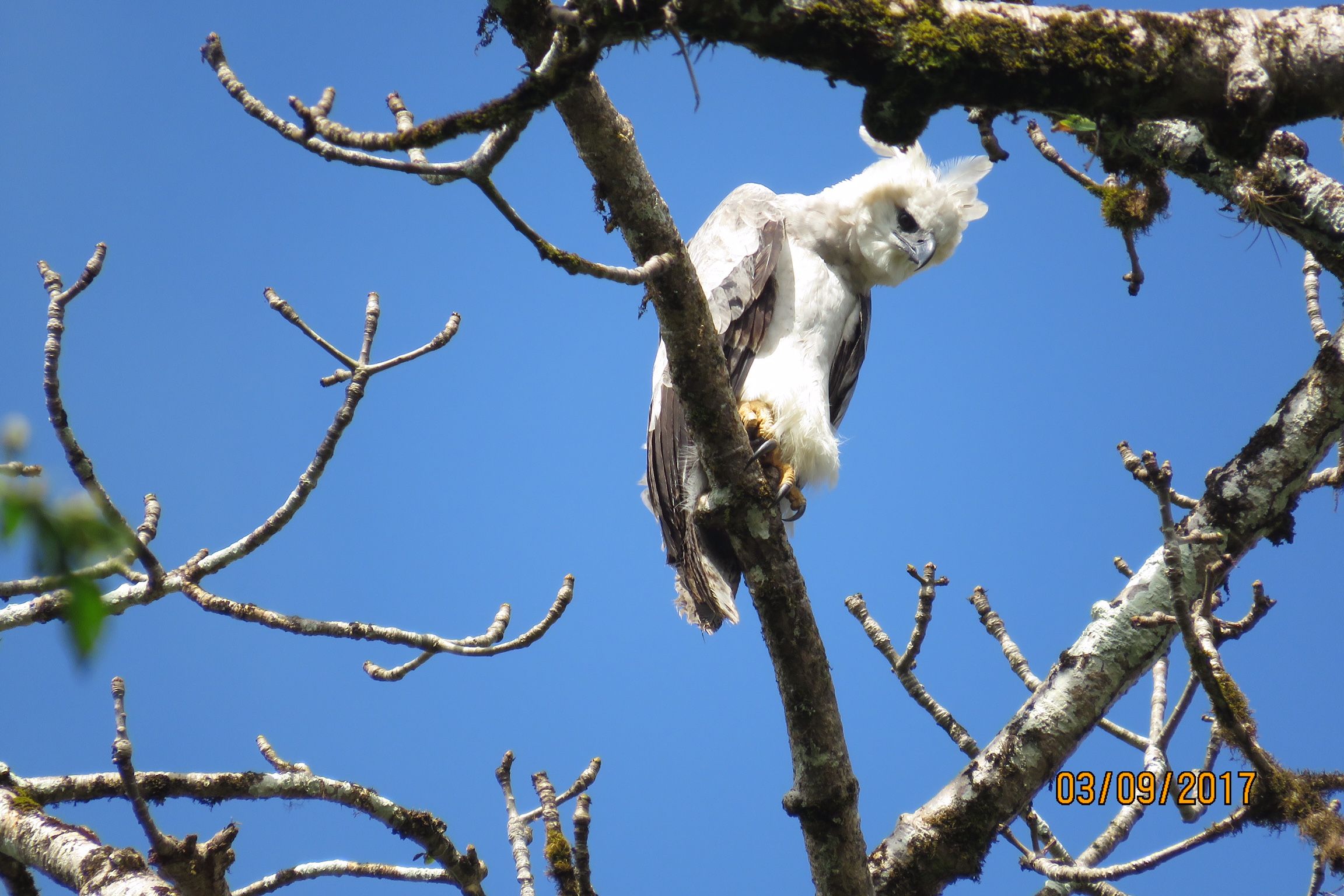 birding guides are the best way to see birds like harpy eagle