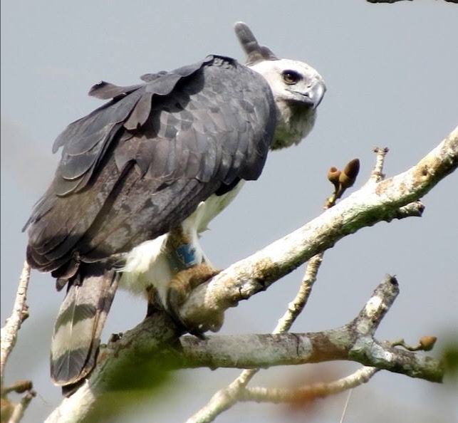 birding guides are your best chance of seeing species like Harpy Eagle