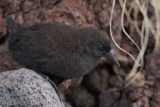 Birding guides are your best chance of seeing Inaccessible Island Rail