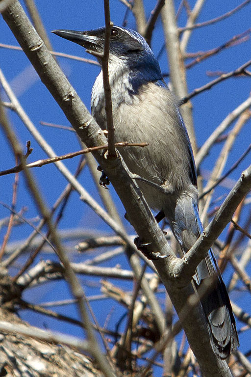 birding guides are the best way to see birds like Island Scrub Jay