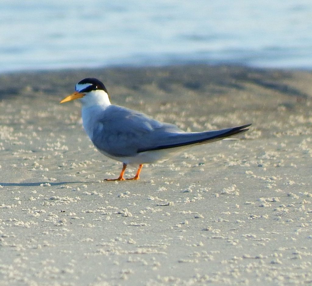 birding guides are the best way to see birds like Least Tern