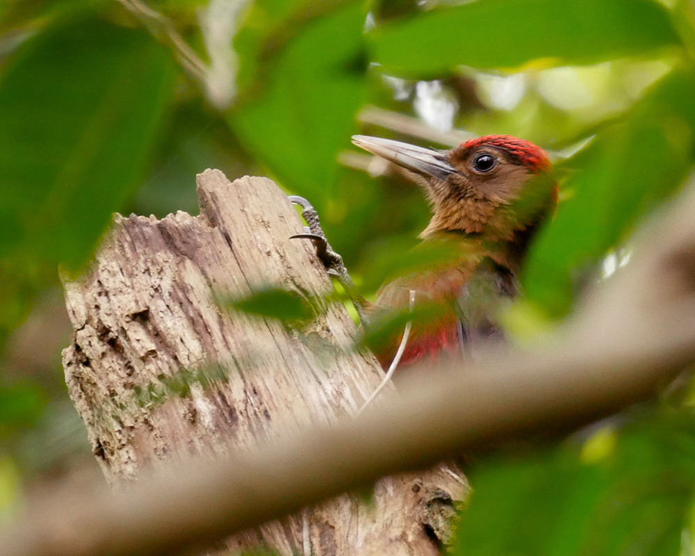 birding guides are the best way to see OKINAWA woodpeckers