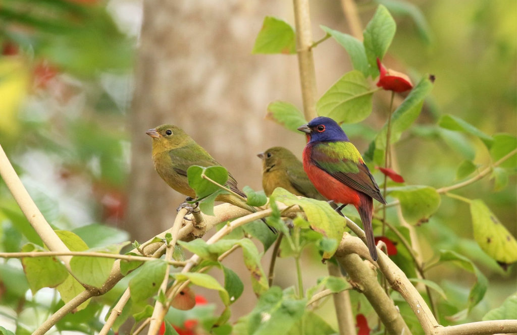 Birding guides are the best way to see birds like Painted Bunting.