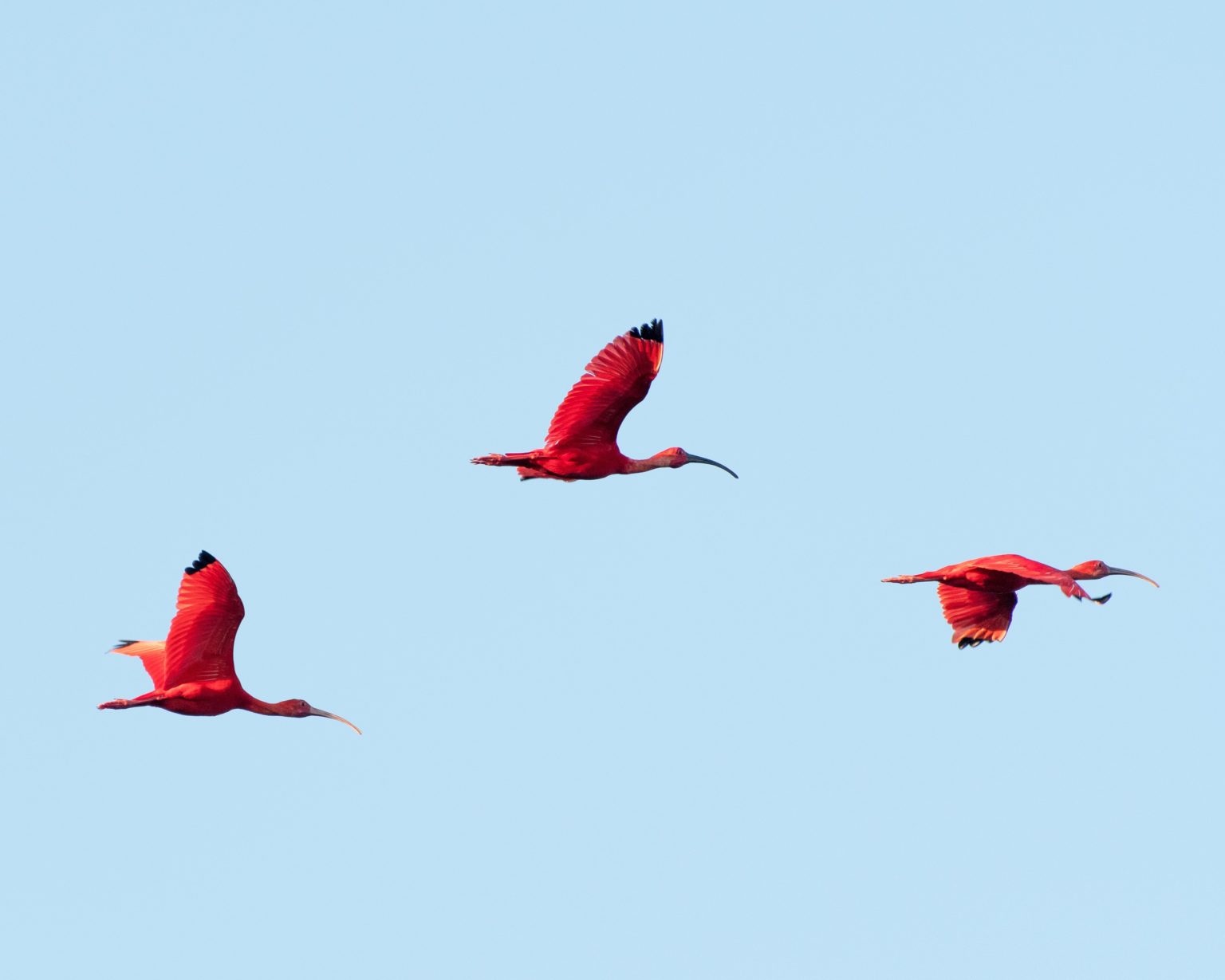 Ask A Scarlet Ibis: The First Name in Trinidad Ecotourism Was Nanan ...