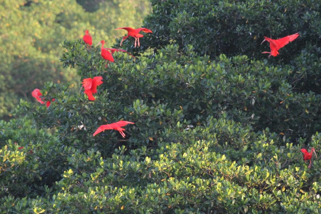 Scarlet Ibis can be found in Trinidad birding tours