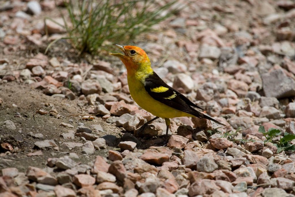 Birding guides are the best way to see birds like Western Tanager