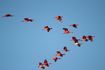 Trinidad Ecotourism and the Scarlet Ibis are synonymous