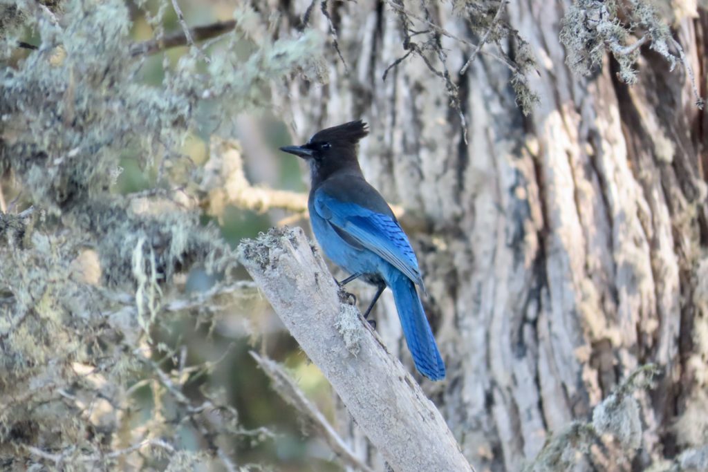 A birding guide is the best way to see bird's like Stellar's Jay.