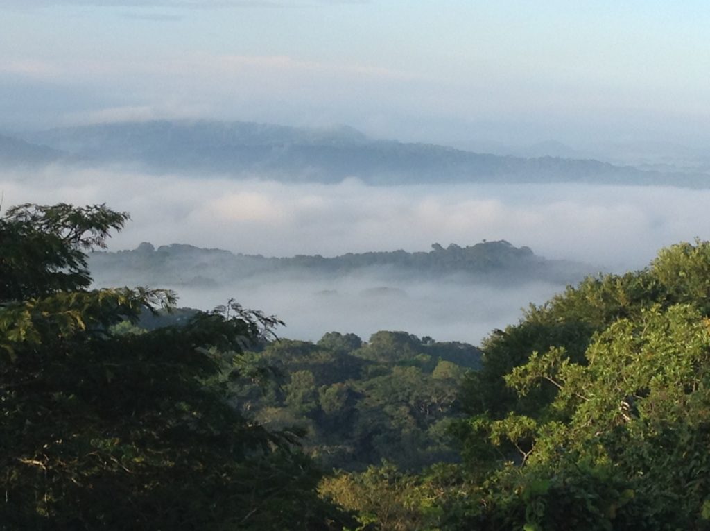 View from Canopy Tower, a Panama birding delight!
